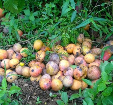 Reducing Post-Harvest Loss of Mangoes in Kenya