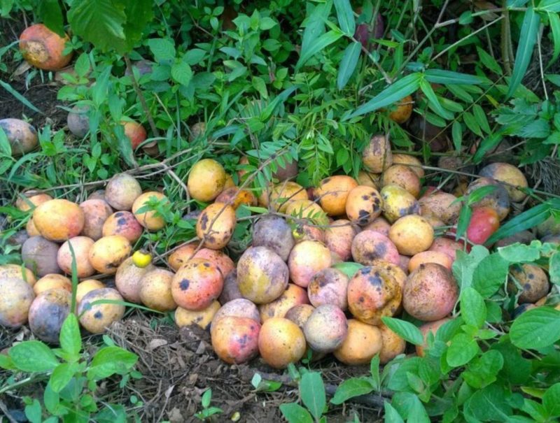 Reducing Post-Harvest Loss of Mangoes in Kenya